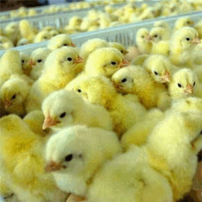 AMO Day Old Chick Broiler