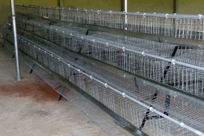 Battery Cage for Layers