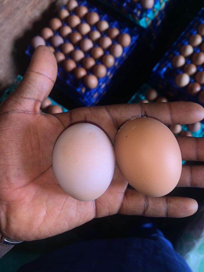 Fresh Farm Eggs - Image 3