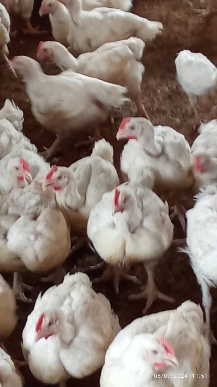 Mature Live Broiler Chicken – Healthy & Weighty – 2.5kg–3.5kg - Image 4
