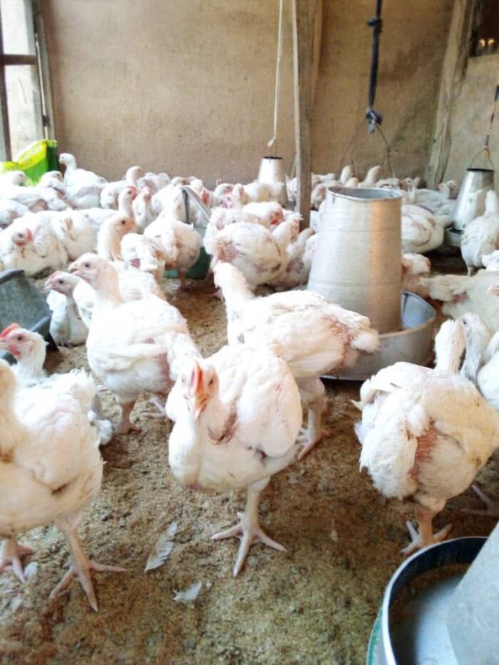 Mature Live Broiler Chicken – Healthy & Weighty – 2.5kg–3.5kg - Image 7