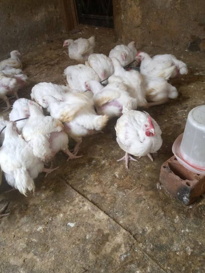 Mature Live Broiler Chicken – Healthy & Weighty – 2.5kg–3.5kg - Image 2