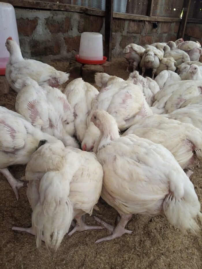 Mature Live Broiler Chicken – Healthy & Weighty – 2.5kg–3.5kg - Image 3