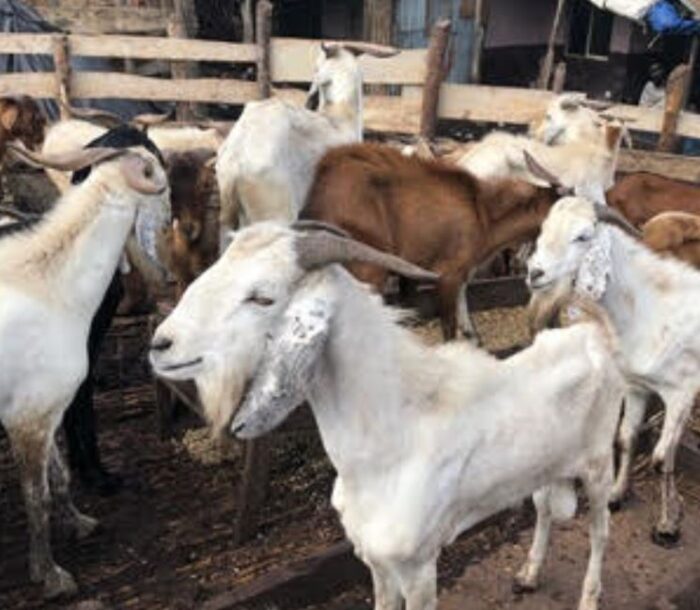 Premium Goat - Image 2