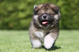 Caucasian Shepherd - Image 3