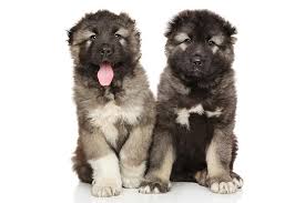 Caucasian Shepherd - Image 2