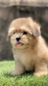 Lhasa Apso - Image 4