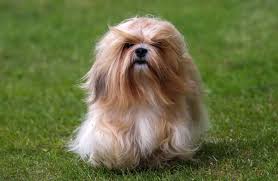 Lhasa Apso - Image 3