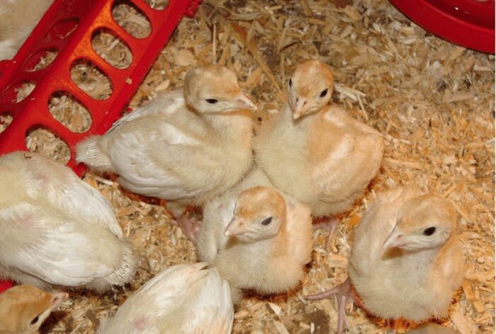 Day Old Local Turkey (Indigenous Breed)