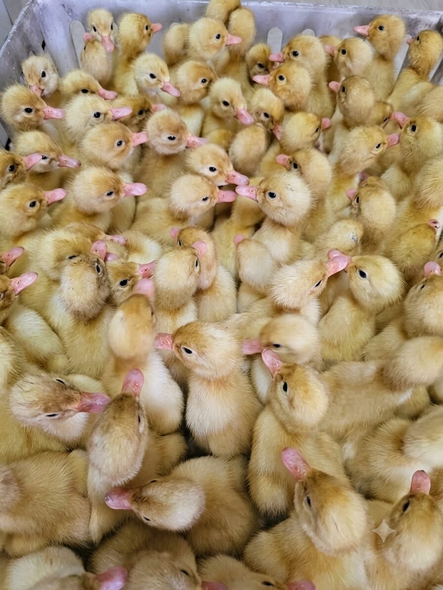 Premium Imported Day-Old Ducks