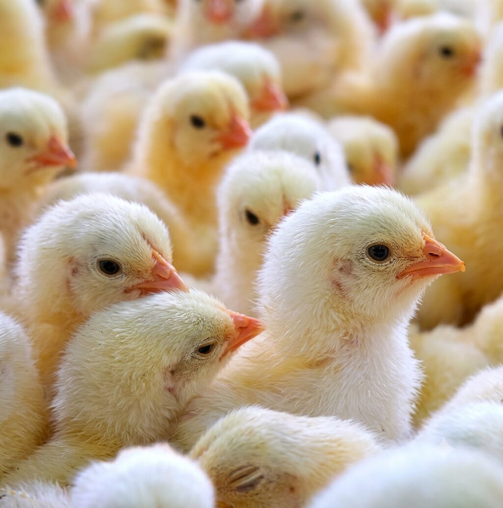 Premium Day-Old White Cockerel