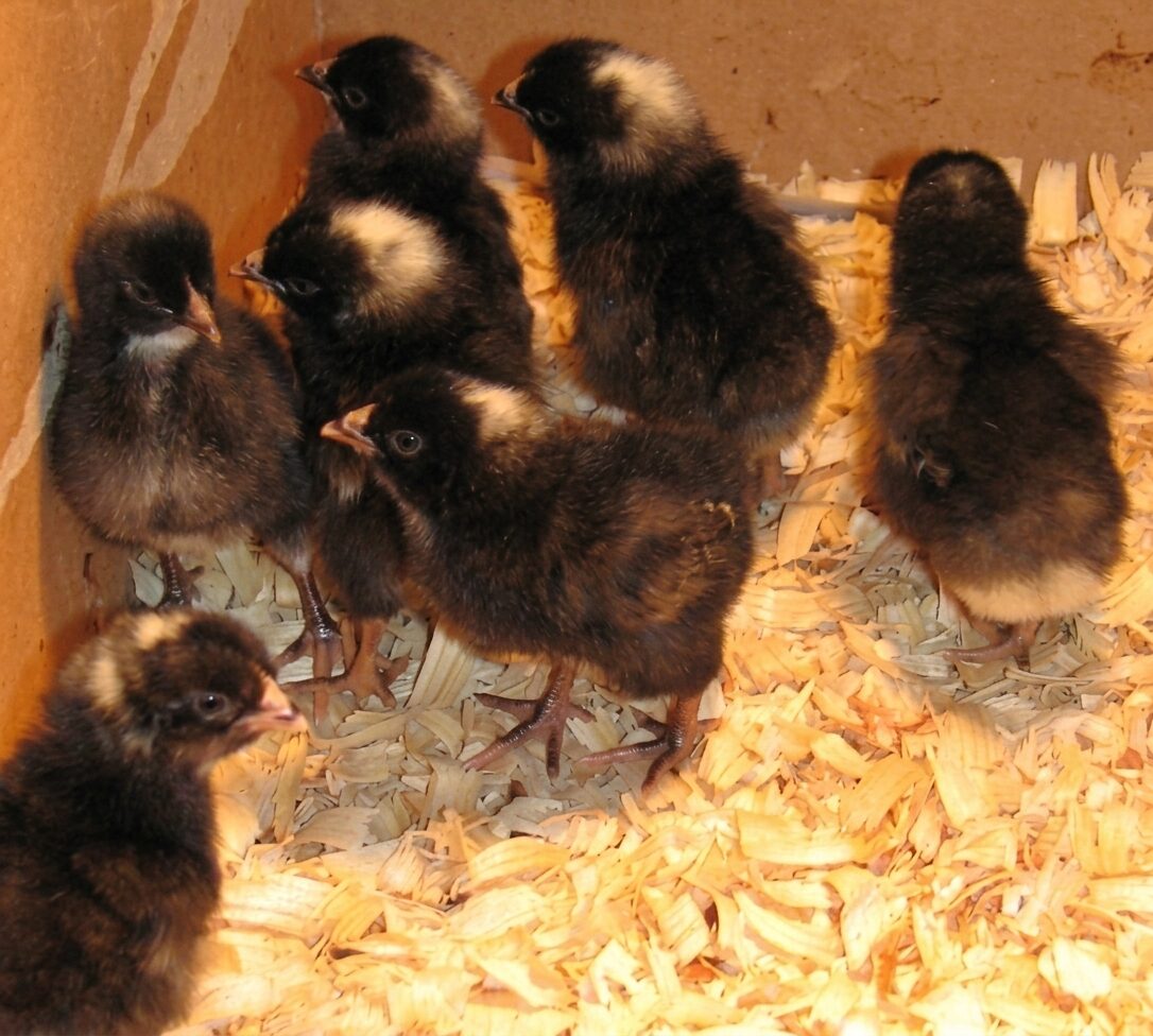 Premium Day-Old Black Cockerel